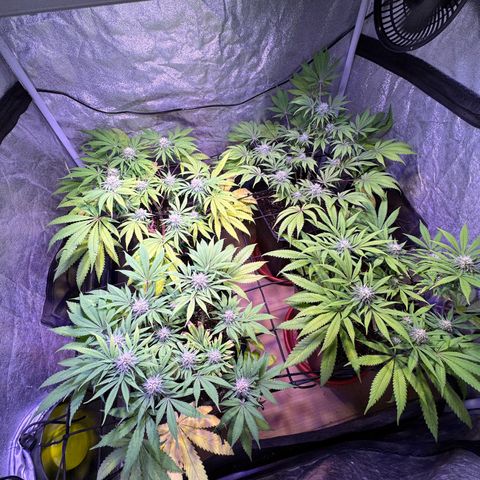 Tropicanna Poison®1 Fast Version growlog timeline photo