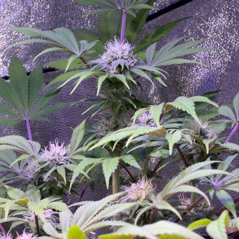 Tropicanna Poison®1 Fast Version growlog timeline photo