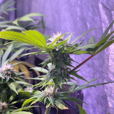 Tropicanna Poison®1 Fast Version growlog timeline photo