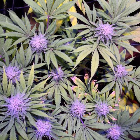 Tropicanna Poison®1 Fast Version growlog timeline photo