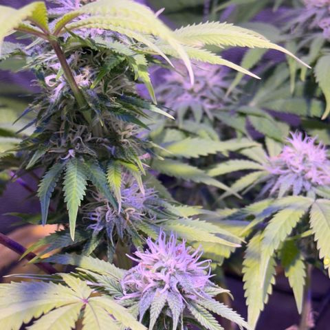 Tropicanna Poison®1 Fast Version growlog timeline photo