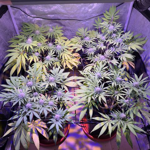 Tropicanna Poison®1 Fast Version growlog timeline photo