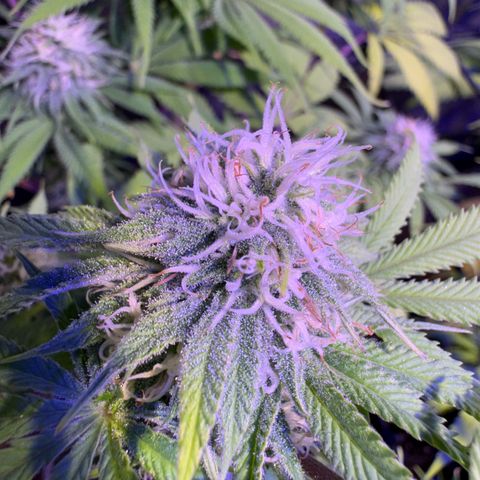Tropicanna Poison®1 Fast Version growlog timeline photo