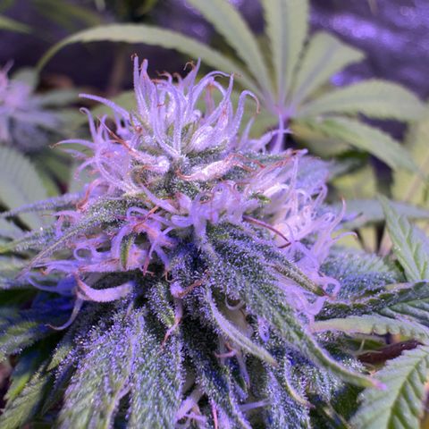 Tropicanna Poison®1 Fast Version growlog timeline photo