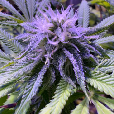 Tropicanna Poison®1 Fast Version growlog timeline photo