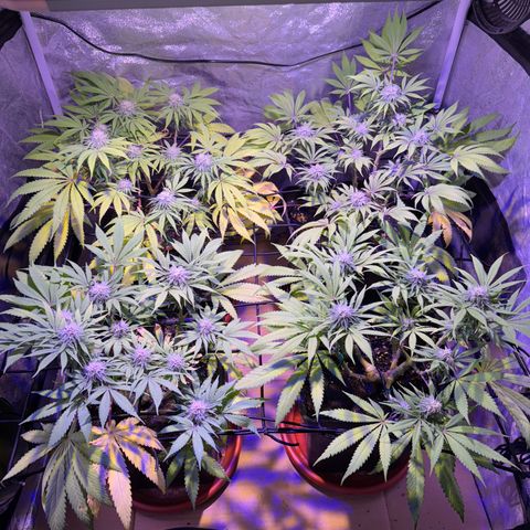 Tropicanna Poison®1 Fast Version growlog timeline photo