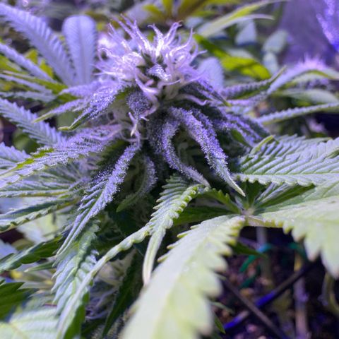 Tropicanna Poison®1 Fast Version growlog timeline photo