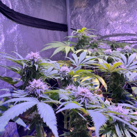 Tropicanna Poison®1 Fast Version growlog timeline photo