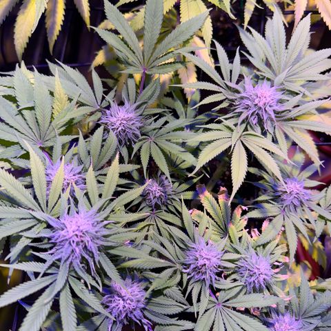 Tropicanna Poison®1 Fast Version growlog timeline photo