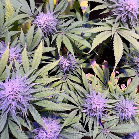 Tropicanna Poison®1 Fast Version growlog timeline photo