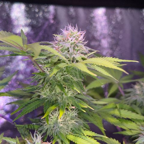 Tropicanna Poison®1 Fast Version growlog timeline photo