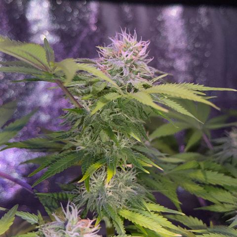Tropicanna Poison®1 Fast Version growlog timeline photo