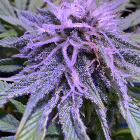 Tropicanna Poison®1 Fast Version growlog timeline photo