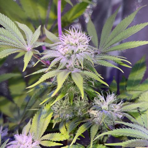 Tropicanna Poison®1 Fast Version growlog timeline photo