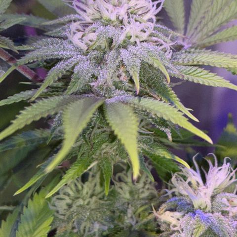 Tropicanna Poison®1 Fast Version growlog timeline photo