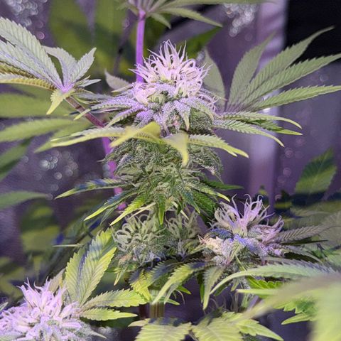 Tropicanna Poison®1 Fast Version growlog timeline photo
