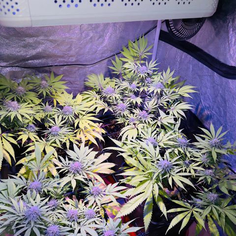 Tropicanna Poison®1 Fast Version growlog timeline photo