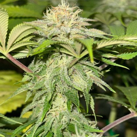 Tropicanna Poison®1 Fast Version growlog timeline photo