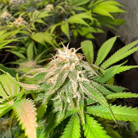 Tropicanna Poison®1 Fast Version growlog timeline photo