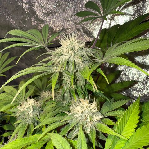 Tropicanna Poison®1 Fast Version growlog timeline photo