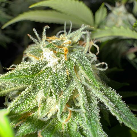 Tropicanna Poison®1 Fast Version growlog timeline photo