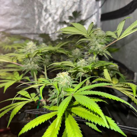 Tropicanna Poison®1 Fast Version growlog timeline photo