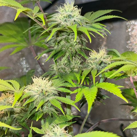 Tropicanna Poison®1 Fast Version growlog timeline photo
