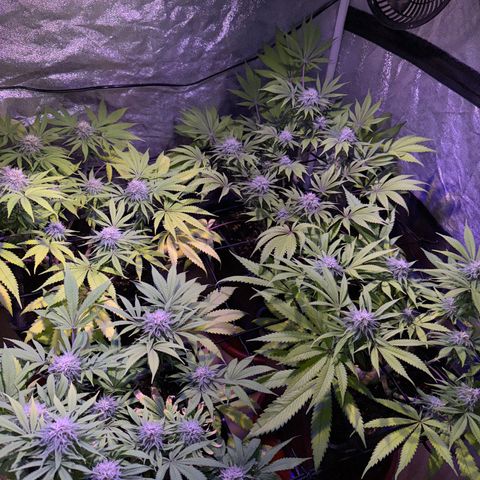 Tropicanna Poison®1 Fast Version growlog timeline photo