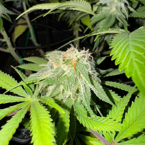 Tropicanna Poison®1 Fast Version growlog timeline photo