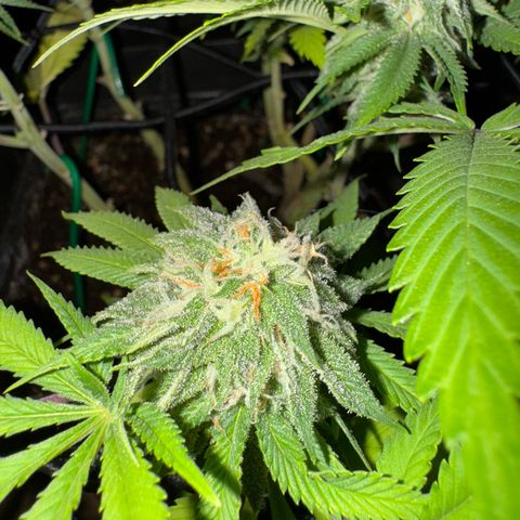 Tropicanna Poison®1 Fast Version growlog timeline photo