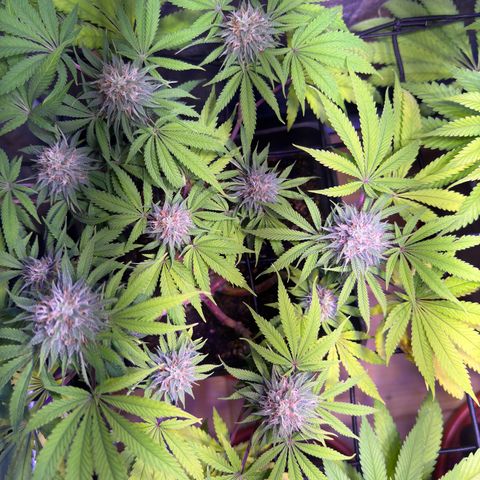 Tropicanna Poison®1 Fast Version growlog timeline photo