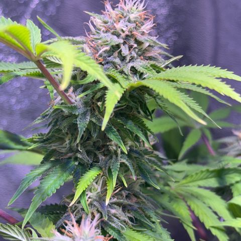 Tropicanna Poison®1 Fast Version growlog timeline photo