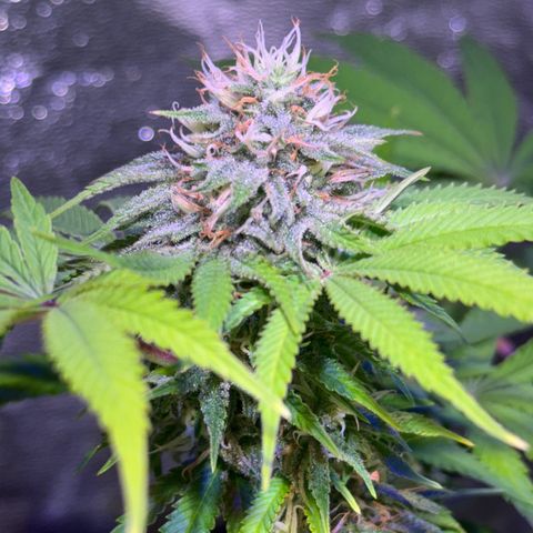 Tropicanna Poison®1 Fast Version growlog timeline photo