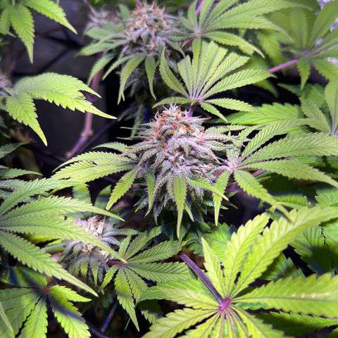 Tropicanna Poison®1 Fast Version growlog timeline photo