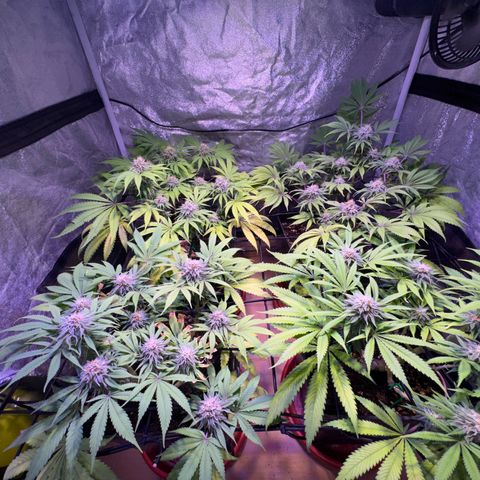Tropicanna Poison®1 Fast Version growlog timeline photo
