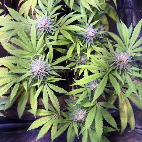 Tropicanna Poison®1 Fast Version growlog timeline photo