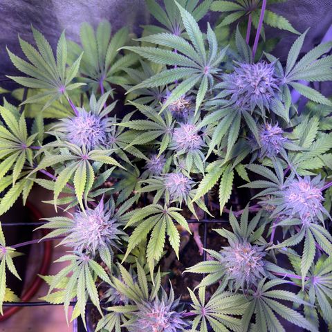 Tropicanna Poison®1 Fast Version growlog timeline photo