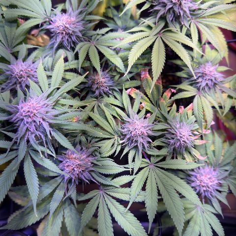 Tropicanna Poison®1 Fast Version growlog timeline photo