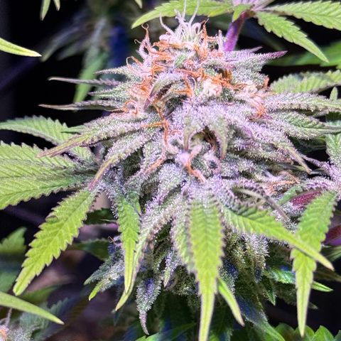 Tropicanna Poison®1 Fast Version growlog timeline photo