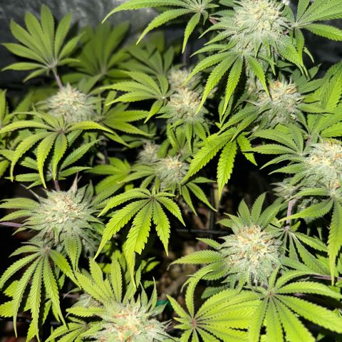 Tropicanna Poison®1 Fast Version growlog timeline photo