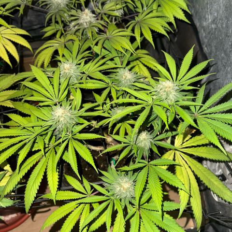 Tropicanna Poison®1 Fast Version growlog timeline photo