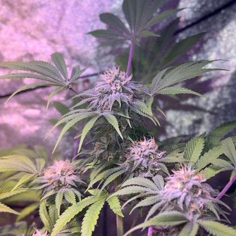 Tropicanna Poison®1 Fast Version growlog timeline photo