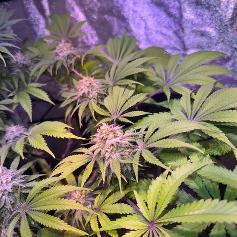 Tropicanna Poison®1 Fast Version growlog timeline photo