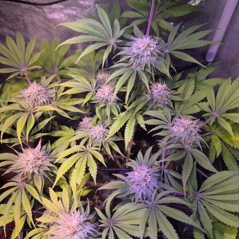 Tropicanna Poison®1 Fast Version growlog timeline photo