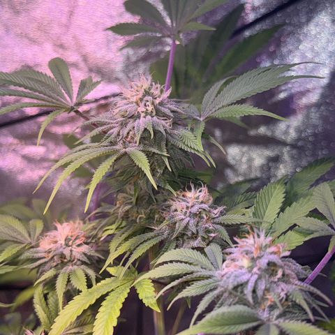 Tropicanna Poison®1 Fast Version growlog timeline photo