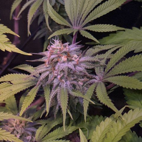Tropicanna Poison®1 Fast Version growlog timeline photo