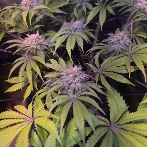 Tropicanna Poison®1 Fast Version growlog timeline photo