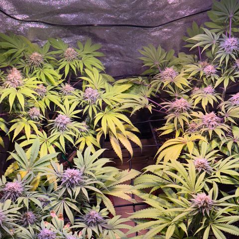 Tropicanna Poison®1 Fast Version growlog timeline photo