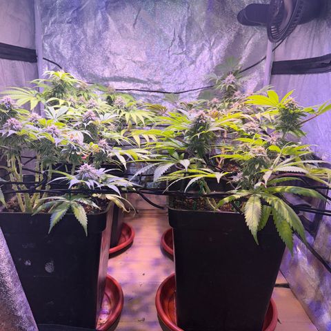 Tropicanna Poison®1 Fast Version growlog timeline photo