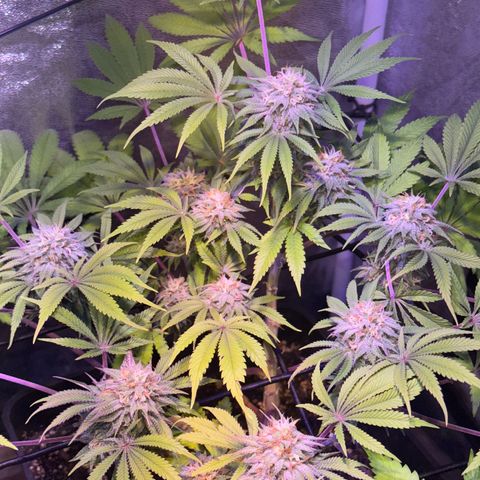 Tropicanna Poison®1 Fast Version growlog timeline photo